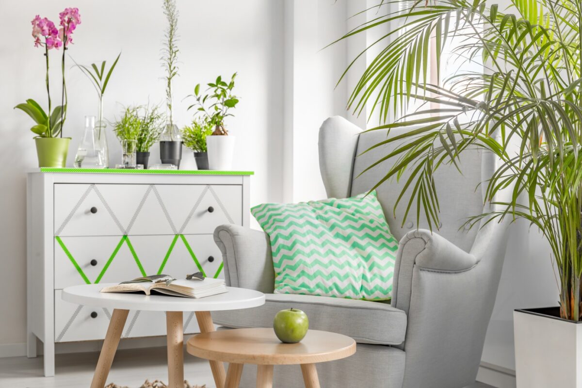 The Health Benefits of Keeping Plants in Your Living Space