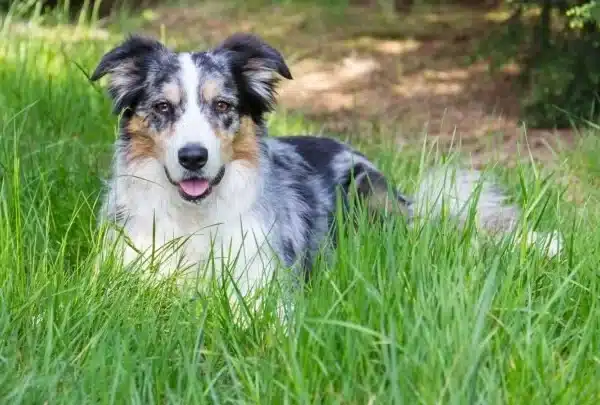 Best Nutrition Advice For Border Collies Owners