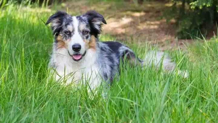 Best Nutrition Advice For Border Collies Owners